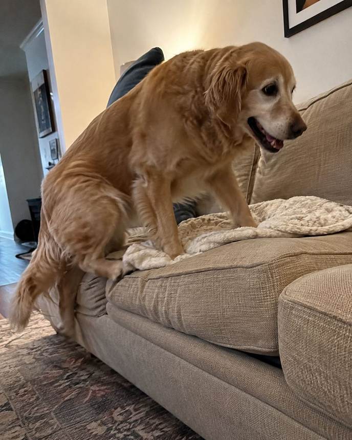 Maggie after, climbing onto the couch on her own