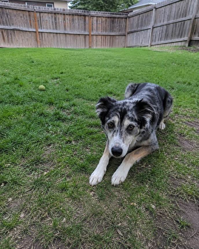 Winston before, lying down in the yard after playtime