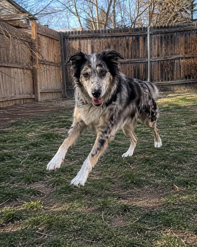 Winston after, running around the yard again