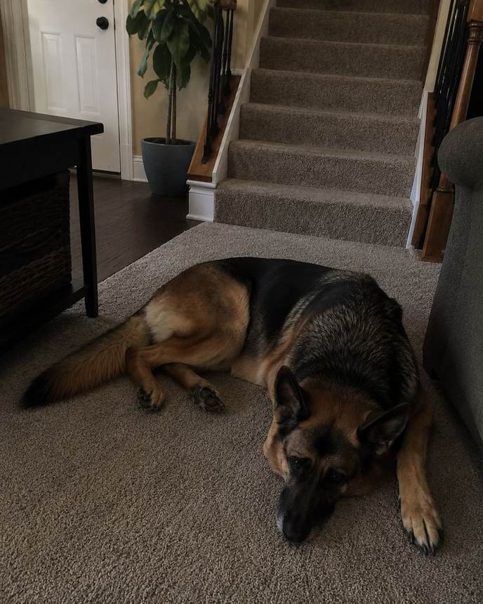 Rex before, lying in front of the stairs