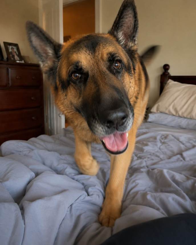 Rex after, on the bed trying to lick his owner