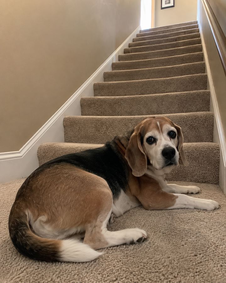 Buddy before, lying at the bottom of the stairs