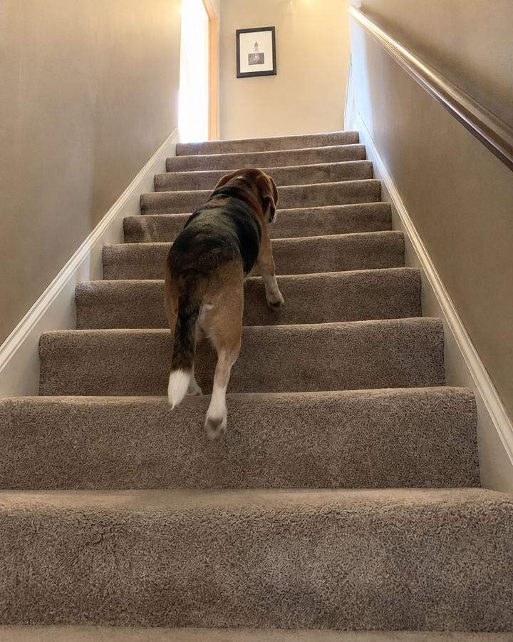 Buddy after, climbing the stairs on his own