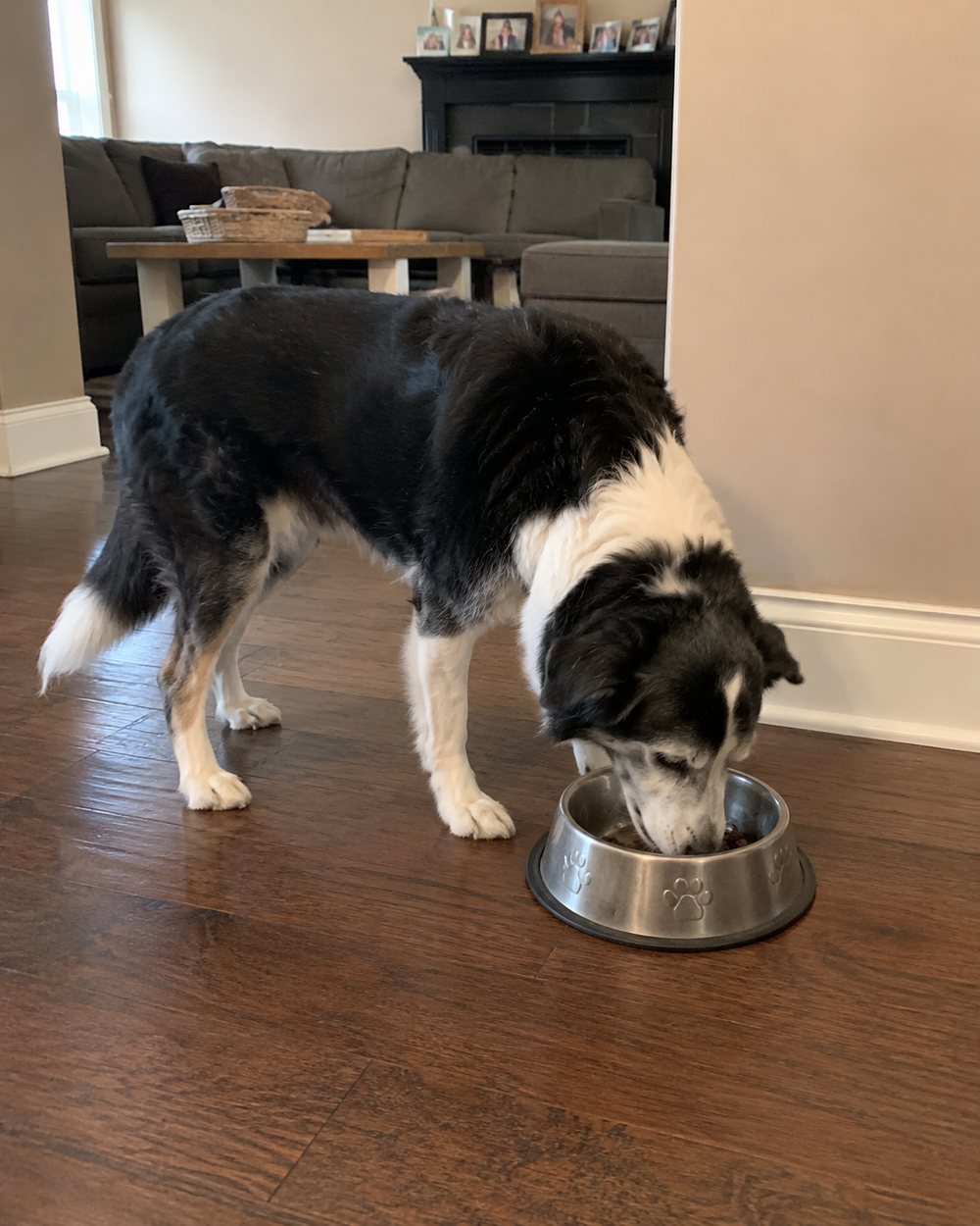 Zoe after, standing on her own and eating from her dog bowl
