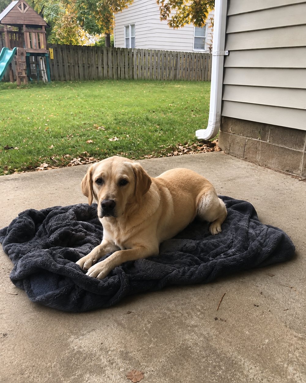 Biscuit before, resting on a dog bed outside