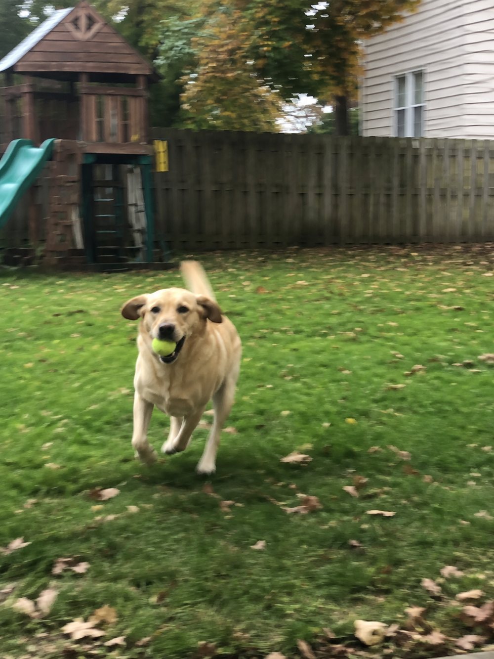 Biscuit after, running through the yard with a tennis ball