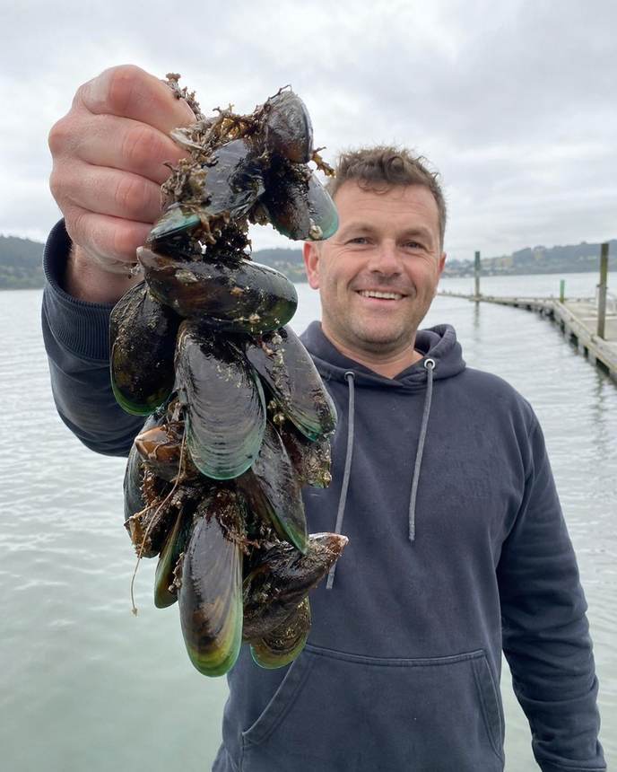 New Zealand green lipped mussels