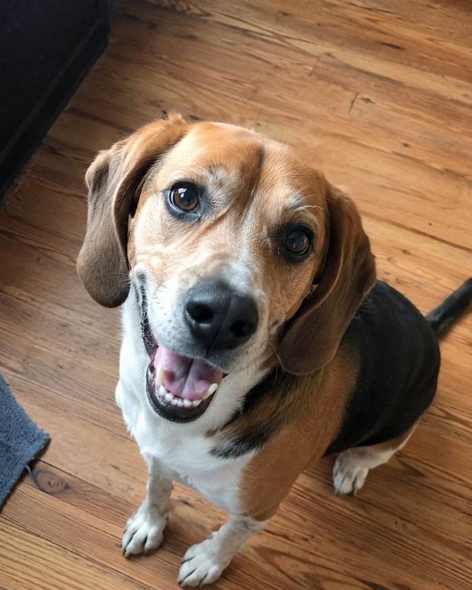 Beagle dog smiling indoors