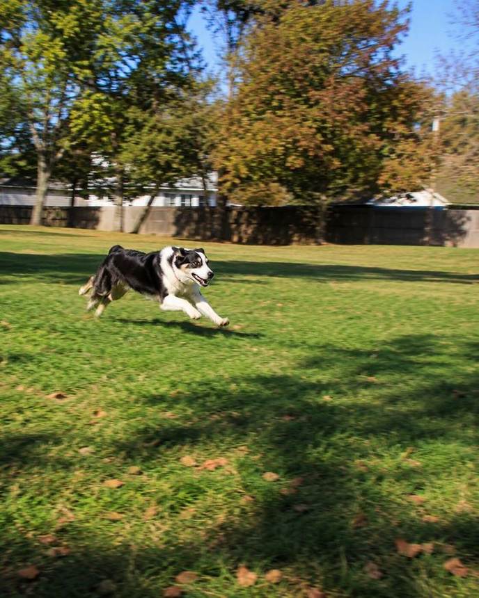 Black and white dog running in grass