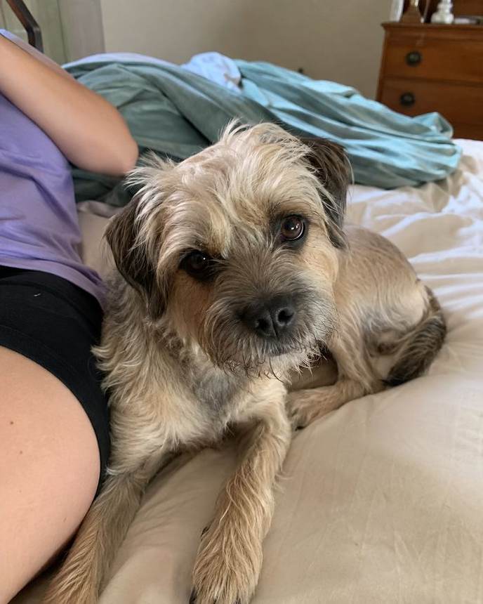 Scruffy tan dog on bed