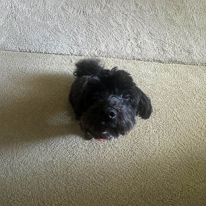Small black dog on carpet
