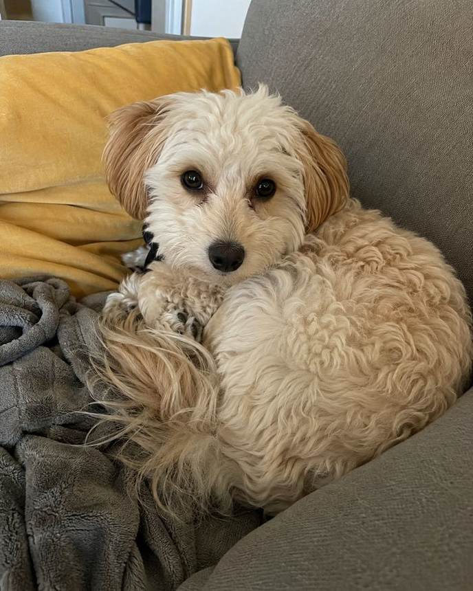 Cream dog curled on couch