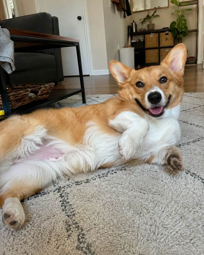 Corgi lying on rug